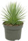 Agave striata var. nana - Stachelsschwein-Agave - 12cm Topf