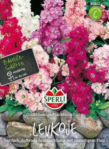 Sperli Blumensamen Levkojen Großblumige Mischung, grün