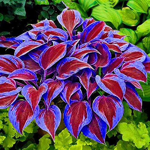 Luojuny Semi di Erba Che Si aggrappano ad Alto Tasso di Sopravvivenza attraenti Semi di foliaggio perenne Semi di Coleus per Patio Viola