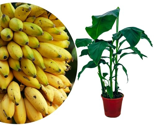 Meine Orangerie - Zwerg-Essbanane 'Musa Basjoo' - Höhe inkl. Topf ca. 50-70cm - Bananenstaude - winterharte Bananenpflanze im Ø20cm Topf - exotischer Bananenbaum für Garten, Terrasse oder Balkon