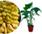 Meine Orangerie - Zwerg-Essbanane 'Musa Basjoo' - Höhe inkl. Topf ca. 50-70cm - Bananenstaude - winterharte Bananenpflanze im Ø20cm Topf - exotischer Bananenbaum für Garten, Terrasse oder Balkon
