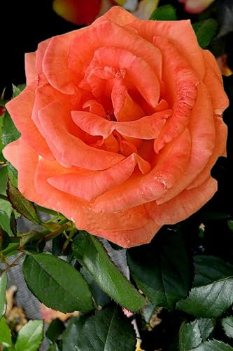 Pianta di Rosa Rifiorente vari colori pianta ornamentale da esterno cespugio di rosa da giardino pianta vera venduta da eGarden.store (Salmone)