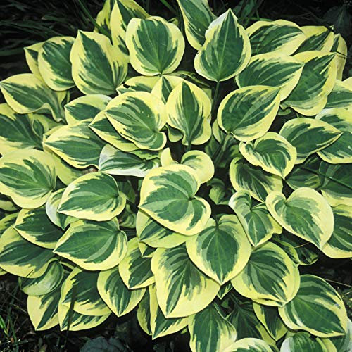 Piante Rare,Profumate,Piante In Vaso,Piante Perenni,Fiori Da Giardino,Bulbi Hosta,Adattabile-15 Bulbi,b