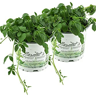 2er Set Jiaogulan Pflanzen Gynostemma pentaphyllum vegetativ durch Steckling vermehrt Kraut der Unsterblichkeit !