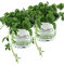 2er Set Jiaogulan Pflanzen Gynostemma pentaphyllum vegetativ durch Steckling vermehrt Kraut der Unsterblichkeit !