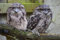 hansepuzzle 22763 - Eule Puzzle 2000 Teile | Tierwelt Puzzle mit hochwertiger Puzzle Aufbewahrung: Kartonbox und Wieder verschließbarem Beutel | Puzzle-Maße: 90 x 60 cm