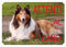 Cartello Targa ATTENTI AL CANE da Cancello COLLIE cm 30 x 21,5