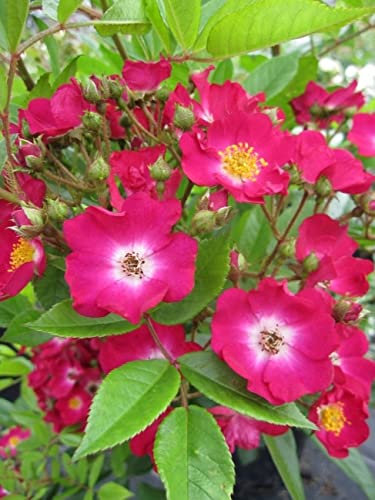 Strauchrose Red Ballerina® - Rosa Red Ballerina® - hellrot - Harkness-Rose