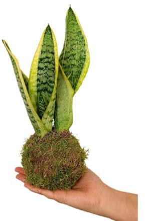 PLANTA NATURAL KOKEDAMA SANSEVIERIA 15CM PARA DECORACION DE INTERIOR