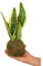 Garden Center Shop | Kokedama Sansevieria 15 cm | Lengua de Suegra en Bola de Musgo | Decoración Botánica de Bajo Mantenimiento | Estilo Premium Interior | INCLUYE GUÍA DE CUIDADOS