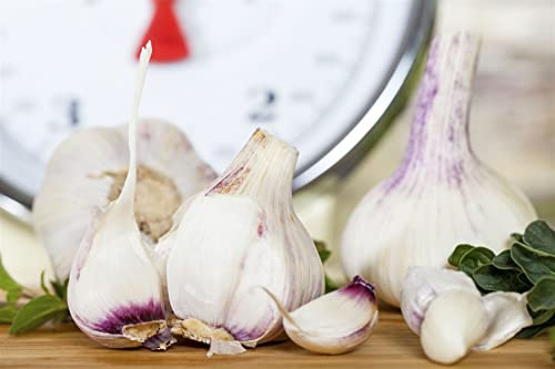 Allium sativum var. sativum 9x9 cm Topf – Winterhart, Mehrjährig, Pflegeleicht – Knoblauch – Kräuterpflanze für Beet & Kübel