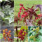 Semi Di Pianta Di Ricino (Ricinus Communis), Semi Piante Per Giardino Domestico, Giardino Esterno Perenne Può Durare, Esotiche Particolarmente Produttive Piante Giardino - 15 Pezzi (Multicolore)