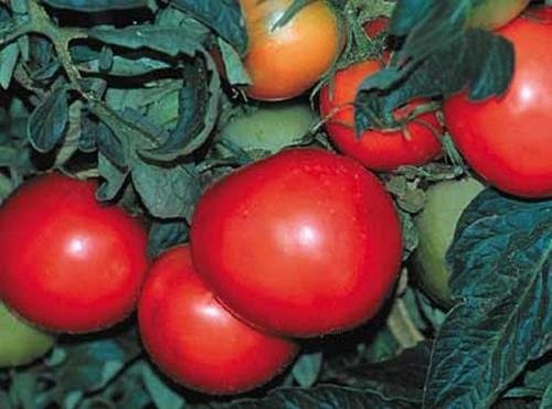 50 Samen Roma Vf Tomatensamen