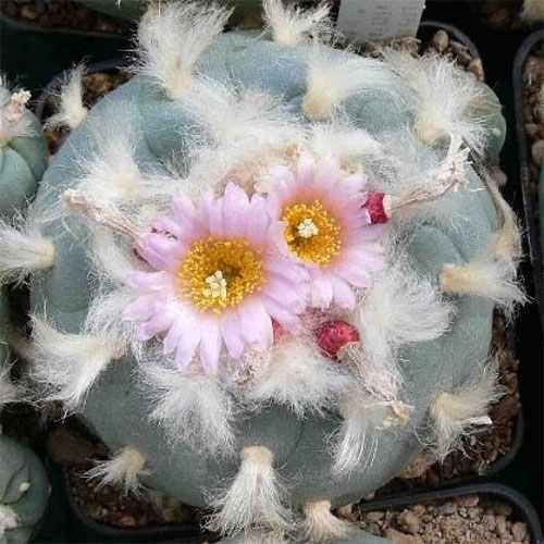 Lophophora williamsii v. decipiens - Peyote - San Pedro - 3 Samen