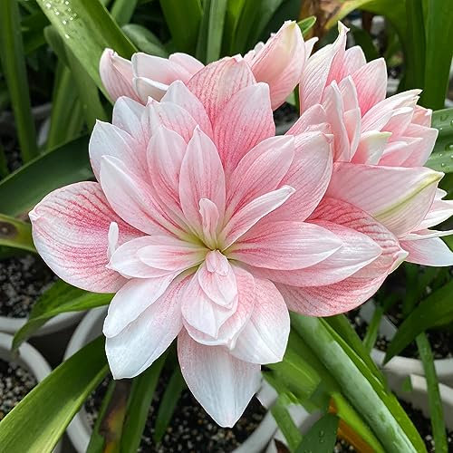 3 pcs amaryllis zwiebel, gartenpflanzen winterhart kübelpflanzen amaryllis zwiebeln, Hippeastrum rutilum, winterlinge frühblüher zwiebeln pflanzen winterhart draußen frühlingsblumen