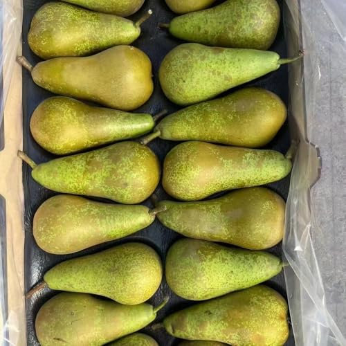 semillas de peral, semillas de pera, Pyrus peral, semillas de variedades antiguas plantas raras, Los árboles frutales enanos son resistentes. semillas y plantas de frutas 80pcs