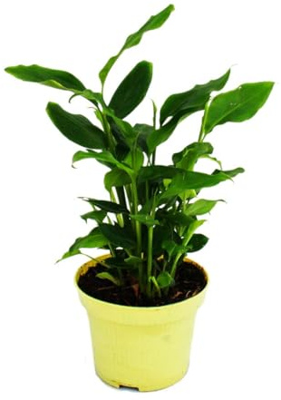 Zimt-Aroma-Pflanze Elettaria cardamomum Kardamom mit Zimt-Duft 12cm Topf