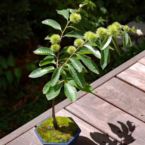 8 Pcs Esskastanienbaum Kaufen Samen - Castanea Mollissima - Pflanzen Balkon, Winterharte Kübelpflanzen Esskastanien Samen, Edelkastanie Samen Alte Sorten, Bonsai Samen Bonsaibaum,