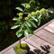 8 Pcs Esskastanienbaum Kaufen Samen - Castanea Mollissima - Pflanzen Balkon, Winterharte Kübelpflanzen Esskastanien Samen, Edelkastanie Samen Alte Sorten, Bonsai Samen Bonsaibaum,