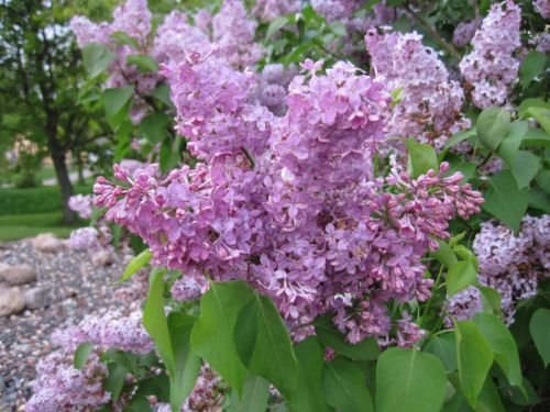 LILAS 'Oldfashioned' ~ Violet/Rose ~Syringa vulgaris ~ Arbuste vivaces SEEDS 20