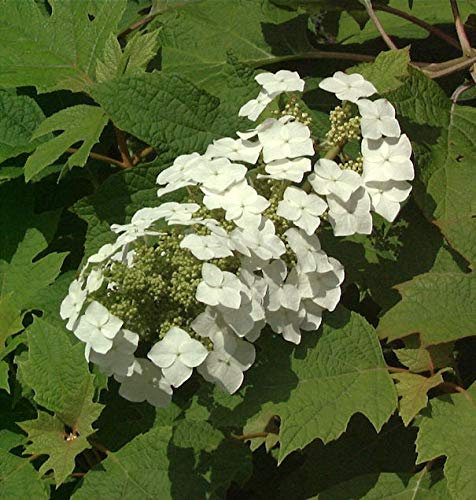 Eichenblättrige Hortensie 60-80cm - Hydrangea quercifolia - lebende Gartenpflanze aus den Baumschulen