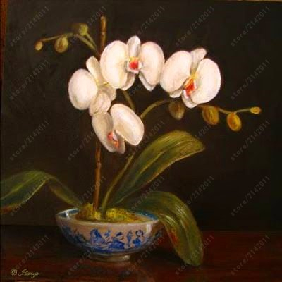 50 Stück Mini Semi di Orchidee Mini Bonsai Fiore Phalaenopsis Orchidee, seltene Semi di Phalaenopsis dei Fiori für Möbel Casa Giardino 2