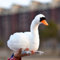 LIUHONGFEI Simulierter Schwan Plüschtier, schwarzer Schwan, Stofftierpuppe mit Aluminiumdraht am Hals, der frei gebogen werden kann