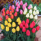 Tulpenzwiebeln für die Herbstpflanzung, Großpackung, Tulpenzwiebeln in verschiedenen Farben, große Zwiebeln für den Anbau im Innen- und Außenbereich (50 Zwiebeln)