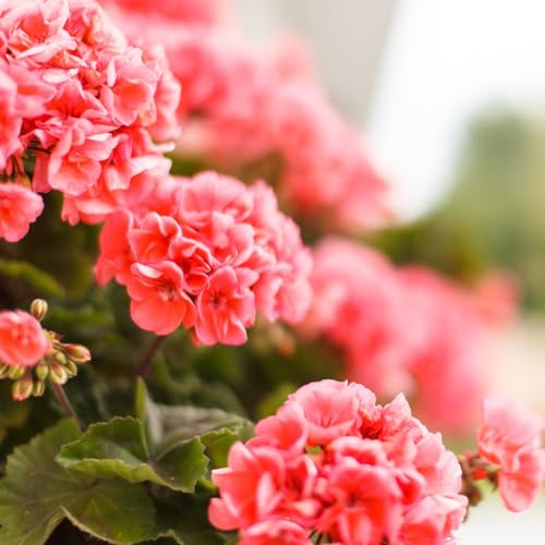 Geranium Pinto Premium Series Flower Salmon Splash 100 Seeds Pelargonium x Hortorum Non-GMO Large 45 Blooms Heat & Drought Tolerant Container & Bedding Flower Zones 311 91105 Days