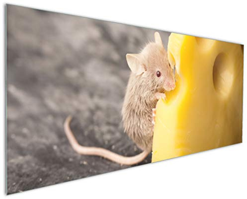 Wallario Küchenrückwand aus Glas 125 x 50 cm, Motiv: Süße Maus knabbert an einem Käse in der Küche | Spritzschutz abwischbar & pflegeleicht