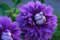50 Doppelzimmer Lila Clematis Samen Große Bloom Klettern Staudengarten-Blumen-412