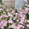 50 pcs Nachtkerze Samen Mehrjährig, bodendecker samen winterhart, gartenpflanzen winterhart Nachtkerze Pflanze - Oenothera biennis kräuterpflanzen, pflanzen garten wildblumensamen