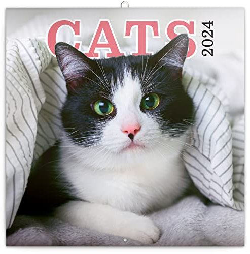 Katzen Wandkalender 2024 Kalender, Broschürenkalender mit Monatskalendarium, Broschurkalender Tierkalender 30 x 30 cm (30x60 Geöffnet)