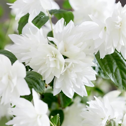 Philadelphus Pearls of Perfume - Summer Flowering Hardy Shrubs for Garden Pots, Beds, and Borders - Compact Deciduous Mock Orange Plants Outdoor Garden Ready with a Long Flowering Season (15-30cm)