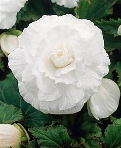 10 Semi di Fiori Doppel Begonie