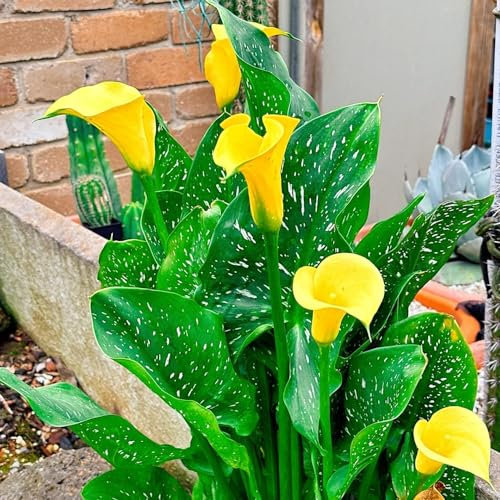 10 pcs calla zwiebeln winterhart, calla lilie zwiebeln, blumenzwiebeln mehrjährig winterhart, calla pflanze winterhart Knollen (Zantedeschia aethiopica) winterharte pflanzen, zwiebel
