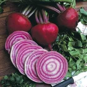 Seekay Betterave Chioggia Environ 250 Graines Légumes -