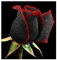 Rose black red edge - Rose schwarz roter Rand - 10 Samen
