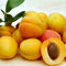 Prunus a. Bergeron/Zwergobstbaum Aprikose