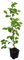 Seedeo® Europäische Hopfenbuche (Ostrya carpinifolia) ca. 30-40 cm