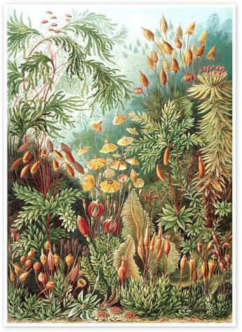 Moose, Muscinae (Kunstformen der Natur, 1899) Poster von Ernst Haeckel 13 x 18 cm Grün Wandbilder Wanddeko