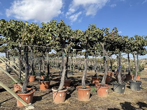 Sunny Tree – Vitis Vinifera ‘Media Red Globe’ grapevine – 230 cm tall – hardy – 90-litre pot – large red table grapes – balcony, patio & garden