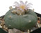 15 x Lophophora williamsii - graines - Peyote Cactus