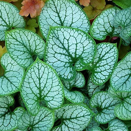 Brunnera Jack Frost Hardy Outdoor Flowering Perennial Garden Plants in Plant Pot (9cm Pot, 15-30cm)