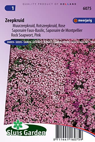 Saponaire Faux-Basilic/de Monpellier Rose-Pink - Graines De Fleurs Vivaces