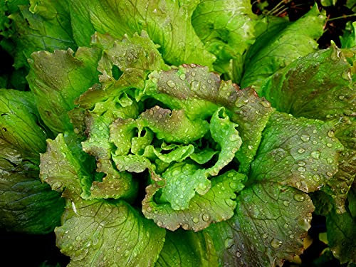 Lotto di 500 Semi di Lattuga Marrone Invernale - Varietà antica e rustica - Resistente al freddo - Ricca di sostanze nutritive - Insalata croccante - 100% naturale- 100% riproducibile