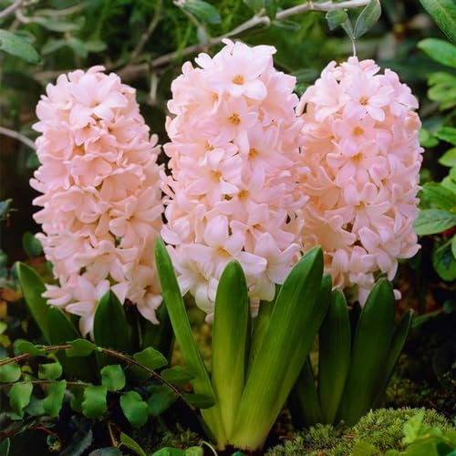 Hyacinth Bulbs-Hyacinth Bulbs for Planting Now UK,Wedding Flowers,Garden Flowers,Cut Flowers,Plant Bulbs-2bulbs-a