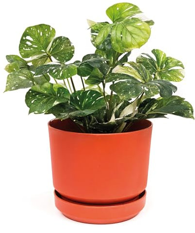 Elly Décor Pot cylindrique 30,5 x 30,5 cm, Terre Cuite, 30,5 cm