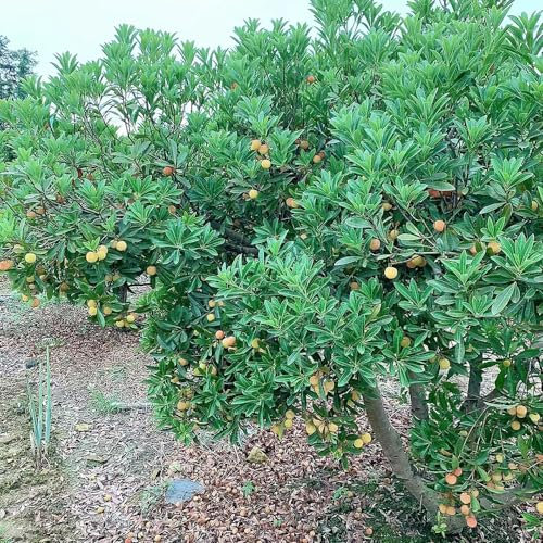 75 piezas semillas de árboles de madroño - plantas en macetas al aire libre semillas de árboles resistentes frutas exóticas árbol bonsai árboles frutales semillas de frutas fruta columnar