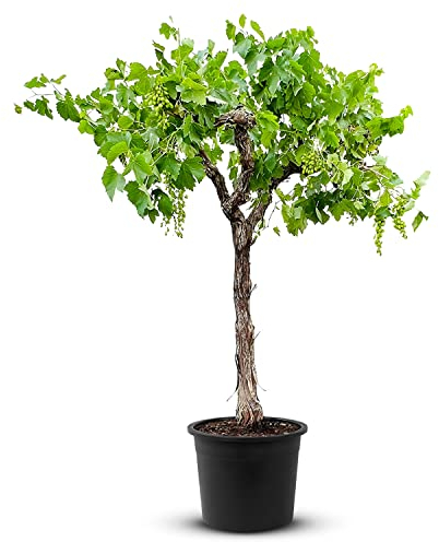 Tropictrees Vigne - Vitis Vinifera | Vigne demi-tige Moscatel d'une hauteur de 200 cm et d'une circonférence de 20-30 cm | pot de 45 cm de diamètre inclus